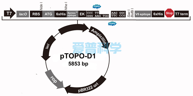 pTOPO-D1 一步法定向原核表达试剂盒(图1)