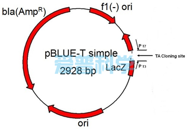 pBLUE-T Simple 载体连接试剂盒/不含多克隆酶切位点MCS(图1)