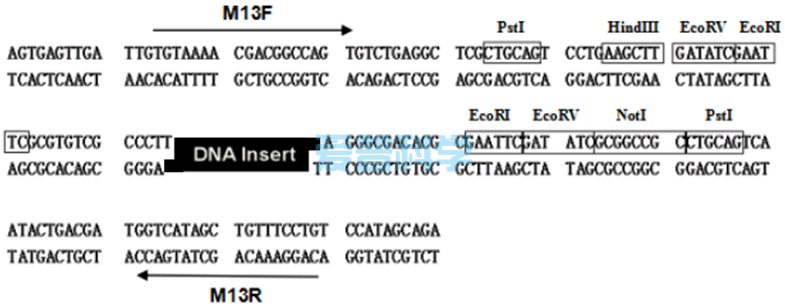 零背景pTOPO-TA克隆试剂盒/含多克隆酶切位点MCS(图2)
