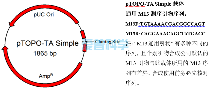 零背景pTOPO-TA Simple克隆试剂盒/不含多克隆酶切位点MCS(图1)