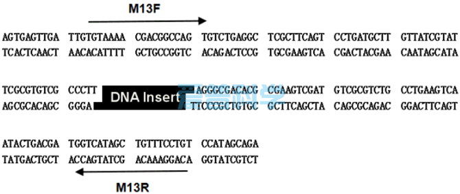 零背景pTOPO-TA Simple克隆试剂盒/不含多克隆酶切位点MCS(图2)