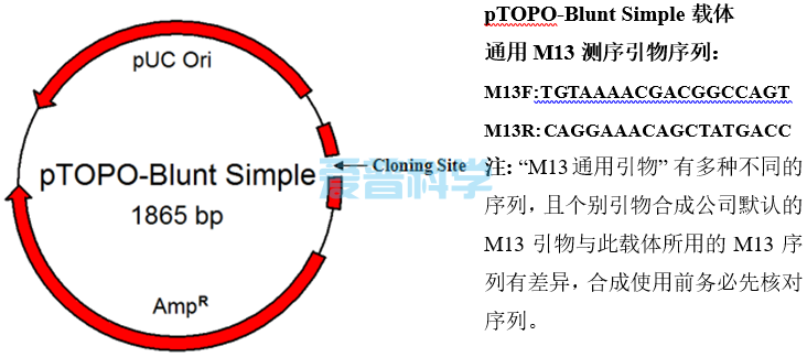 零背景pTOPO-Blunt Simple平末端克隆试剂盒/不含多克隆酶切位点MCS(图1)