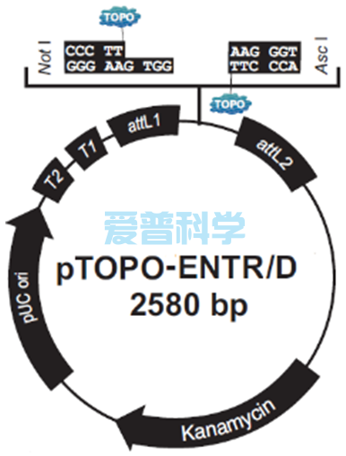 pTOPO-ENTR/D 5分钟定向Gateway入门克隆构建试剂盒(图2)