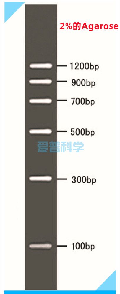 DL1200 DNA Marker(100,300,500,700,900,1200bp)(图1)