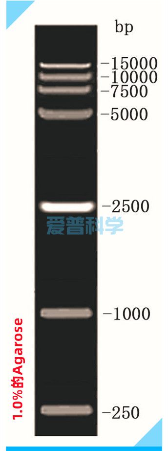 DL15000 DNA Marker(250,1000,2500,5000,7500,100015000bp)(图1)