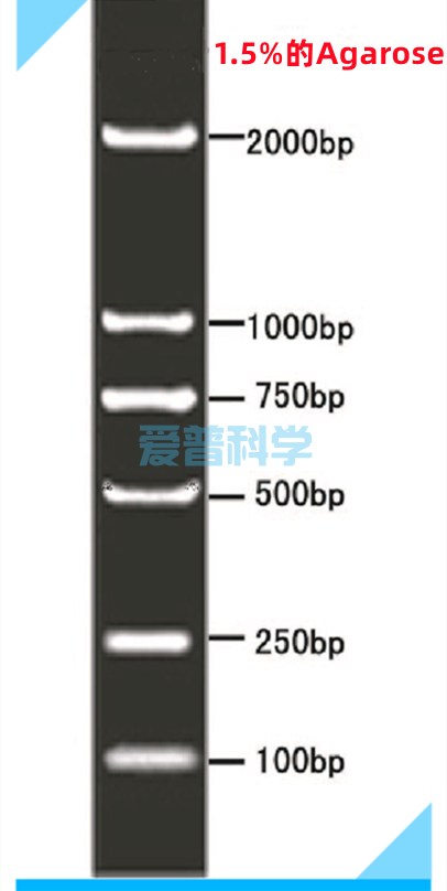 DL2000 DNA Marker(100,250,500,750,1000,2000bp)(图1)