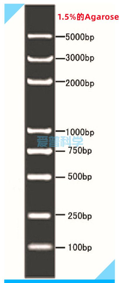 DL5000 DNA Marker I(100,250,500,750,1000,2000,3000,5000bp)(图1)