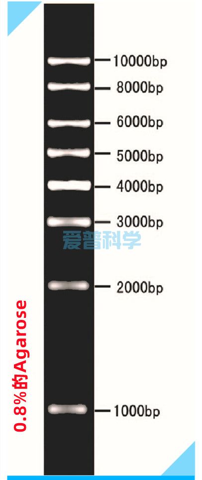 1000bp DNA Ladder Marker(1000,2000,3000,4000,5000,6000,8000,10000bp)(图1)