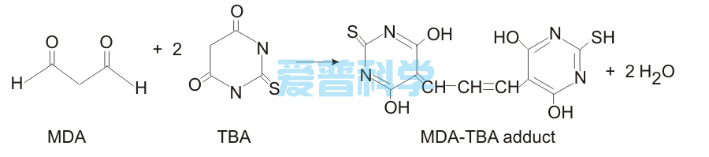 脂质氧化(MDA)检测试剂盒/Lipid Oxidation(MDA) Assay Kit(图1)