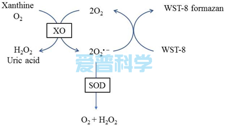 总超氧化物歧化酶(SOD)活性试剂盒(WST-8法)(图1)