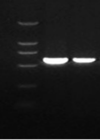 爱普科学/PCR MasterMix预混合染料产品介绍与选择指南~(图1)
