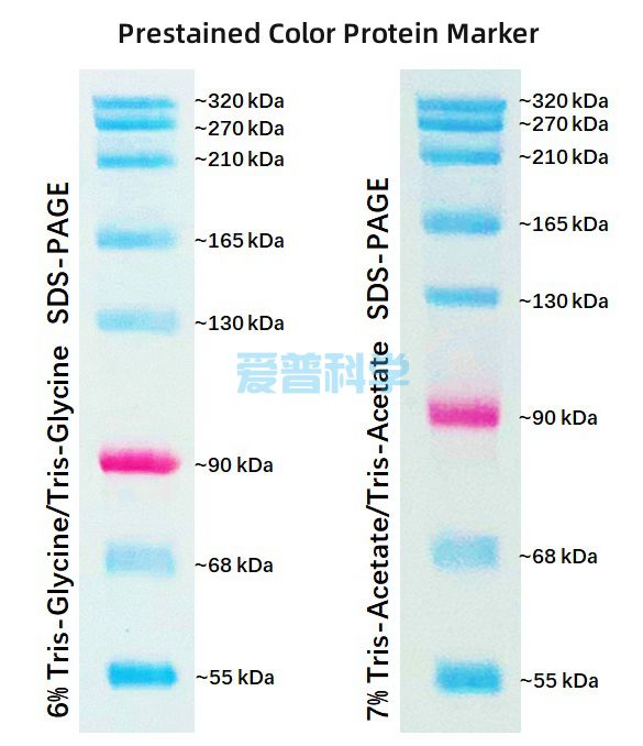 彩色预染蛋白Marker(55-320kDa）(图1)