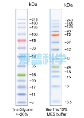 彩色预染蛋白Marker(5-245kDa) (图1)
