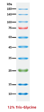 增强型彩色预染蛋白Marker(10-180kDa)(图1)
