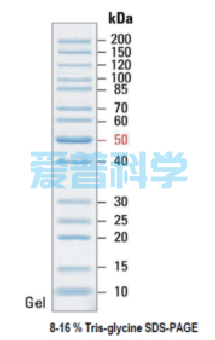 非预染蛋白Marker(10-200kDa)(图1)