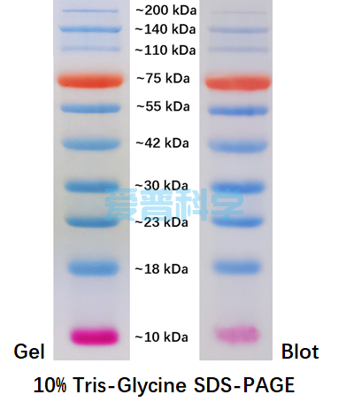 彩色预染蛋白Marker(10-200kDa）(图1)