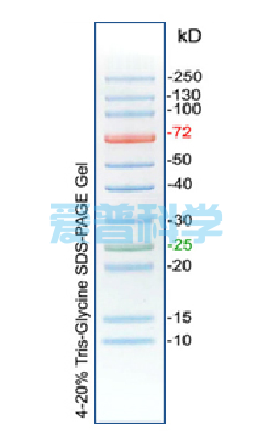 彩色预染蛋白Marker(10-250kDa) (图1)
