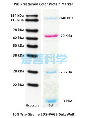彩色预染蛋白Marker,WB显影(12-154kDa)(图1)