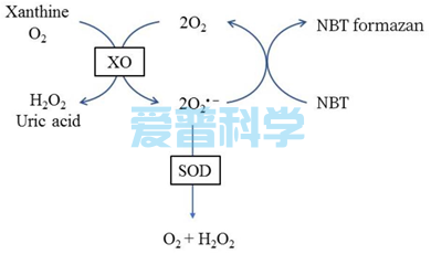 总SOD活性检测试剂盒(NBT法)(图1)