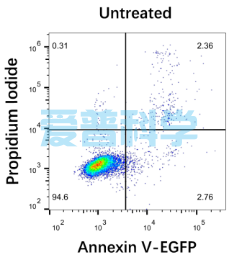 Annexin V-EGFP/PI 细胞凋亡检测试剂盒(图1)