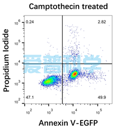 Annexin V-EGFP/PI 细胞凋亡检测试剂盒(图2)