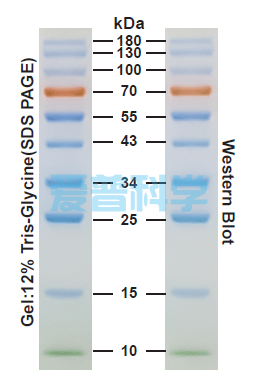 增强型彩色预染蛋白Marker(10-180kDa)/Thermo同款(图1)