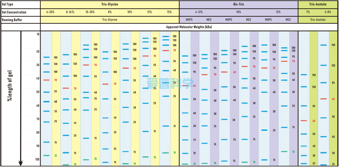 增强型彩色预染蛋白Marker(10-180kDa)/Thermo同款(图2)