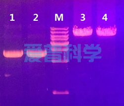 AipMix 2× HiFi QuickLong PCR MasterMix(+Dye)(图1)